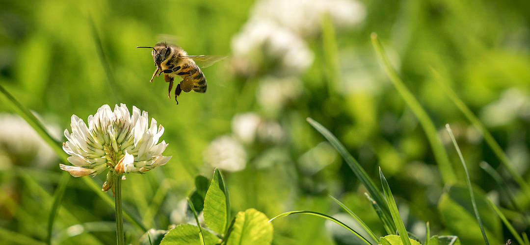 Wildbienen: Nützliche Helfer im Garten